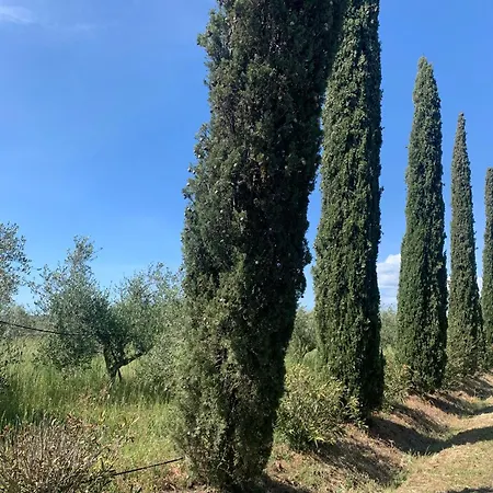 Podere San Pietro Le Case